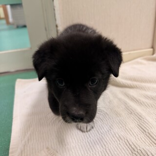 「生後1ヶ月メス」フレンドリーな幼い子犬