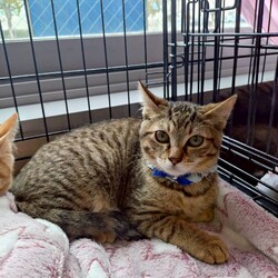 西宮保護ねこ かぎしっぽ主催譲渡会 サムネイル3