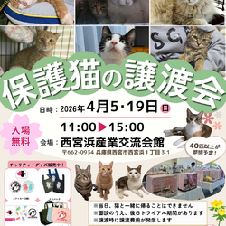 西宮保護ねこ かぎしっぽ主催譲渡会