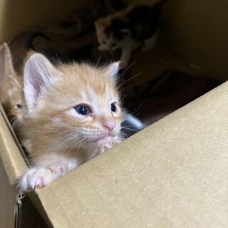 1ヶ月くらいの子猫たちです！よろしくお願いします