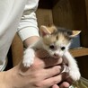 1ヶ月くらいの子猫たちです！よろしくお願いします サムネイル2