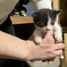 1ヶ月くらいの子猫たちです！よろしくお願いします サムネイル3