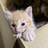 1ヶ月くらいの子猫たちです！よろしくお願いします サムネイル5