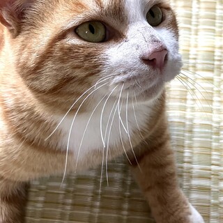 トライアル決定/一人っ子希望の甘えんぼ剣太くん