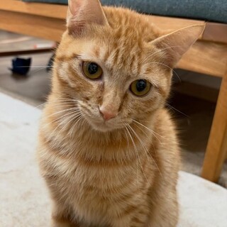 トライアル決定/サンディくん