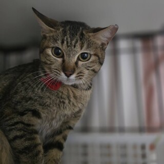 トライアル決定/ラニちゃん