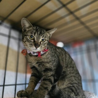 トライアル決定/　ニルちゃん