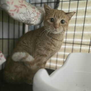 大量遺棄地域で大雪の中保護/ティフちゃん