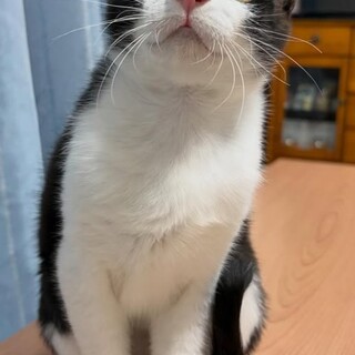 びっくりしたお顔が可愛いハリスくん