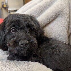 初めてのシャンプー