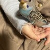 セキセイインコ生後1ヶ月募集中