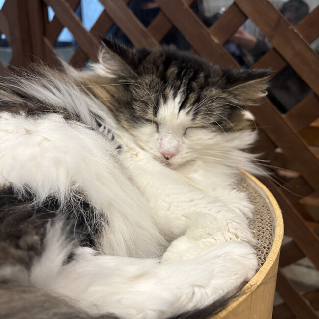 クロロルシルフルのカバー写真