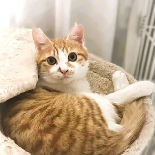 ◆3/20◆目が合うだけでゴロゴロ可愛い❤ジョイ