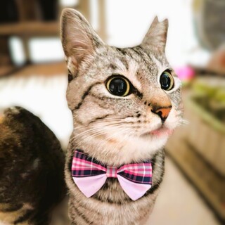 ◆3/20◆とっても美猫❤アネラちゃん