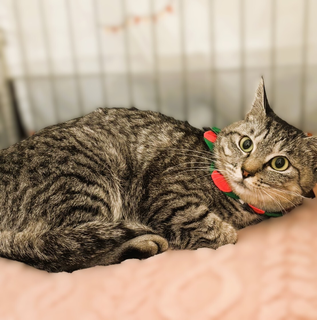 ★里親様決定★とっても美猫❤アネラちゃん サムネイル2