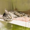 ★里親様決定★とっても美猫❤アネラちゃん サムネイル3