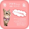 ★里親様決定★とっても美猫❤アネラちゃん サムネイル5