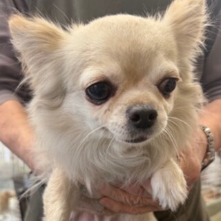 チワワの女の子