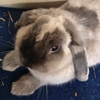 1歳2ヶ月ホーランドロップ 女の子