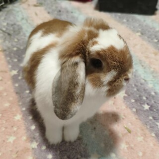 8ヶ月ホーランドロップの女の子