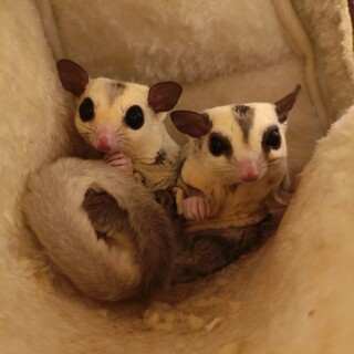 フクロモモンガ2歳と3歳の親子