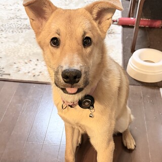 人が大好き！明るく穏やかな男の子。（7ヶ月齢）