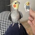 里親【オカメインコ/ノーマル4歳】