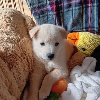 おっとりのんびり屋さんのバターボールくん