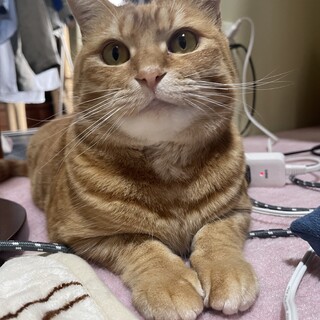 抱っこOK♡ゴロゴロ甘えん坊な茶トラ男の子こむぎ