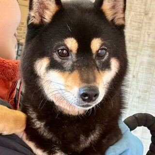 26-W81 温厚でとっても良い子！！