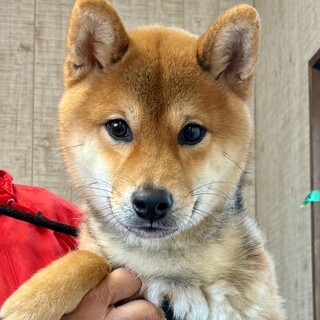 26-M84　柴仔犬・８ヵ月！！