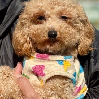 26-W41　タイニプードル美形です。