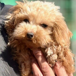 26-W42　甘えん坊のティーカップ♪