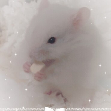 お迎えから半日でおやつを受け取ってくれた綿毛さん♡