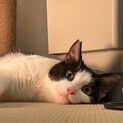 にしき(旧ピッピ)くん