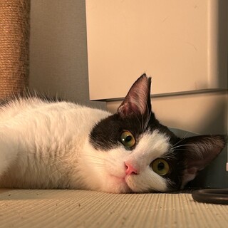 【つぶらな瞳が可愛い】ピッピくん