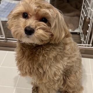 元気でお利口！マルプーの女の子