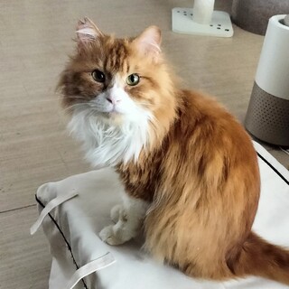  茶白のなつこい 男の子