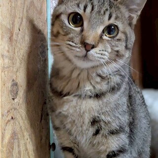 おっとりマイペースな男の子、はなわくん