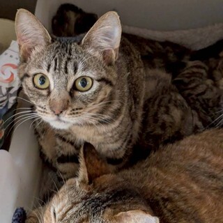 人慣れ練習中の女の子、まるこ