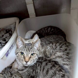 人慣れ練習中の女の子、たまちゃん