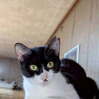 なでなで大好きな甘えん坊さん、アカタン