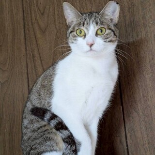 ちょっぴりシャイな女の子、クータン