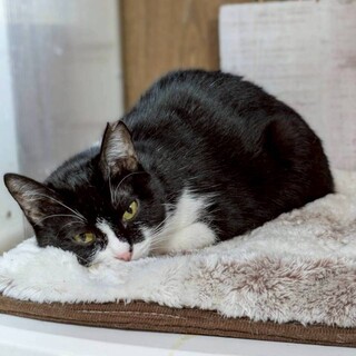 のんびりマイペースで穏やかな女の子、ブッタン