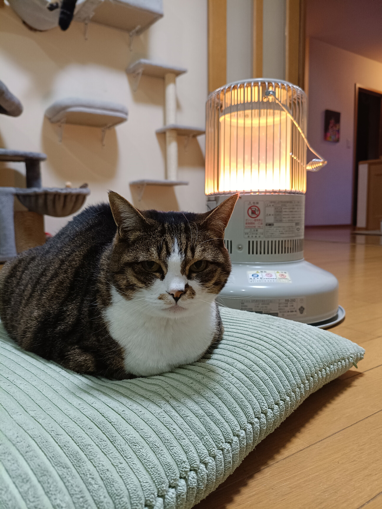 キジ白猫のももちゃん（相」神奈川県 - 猫の里親募集(527220
