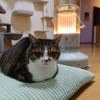 キジ白猫のももちゃん（相模原市生活衛生課）