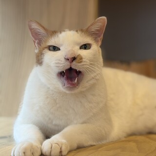 動物病院の保護猫！子猫に大人気優しいひろみ