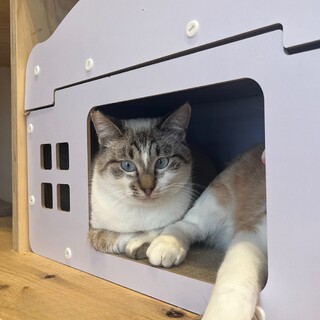 シャム柄＆ブルーの瞳が美しいすすむくん