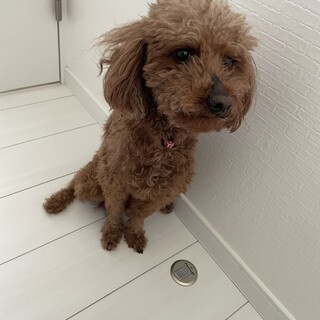 トイプー4歳女の子(ちょっと人見知りです)