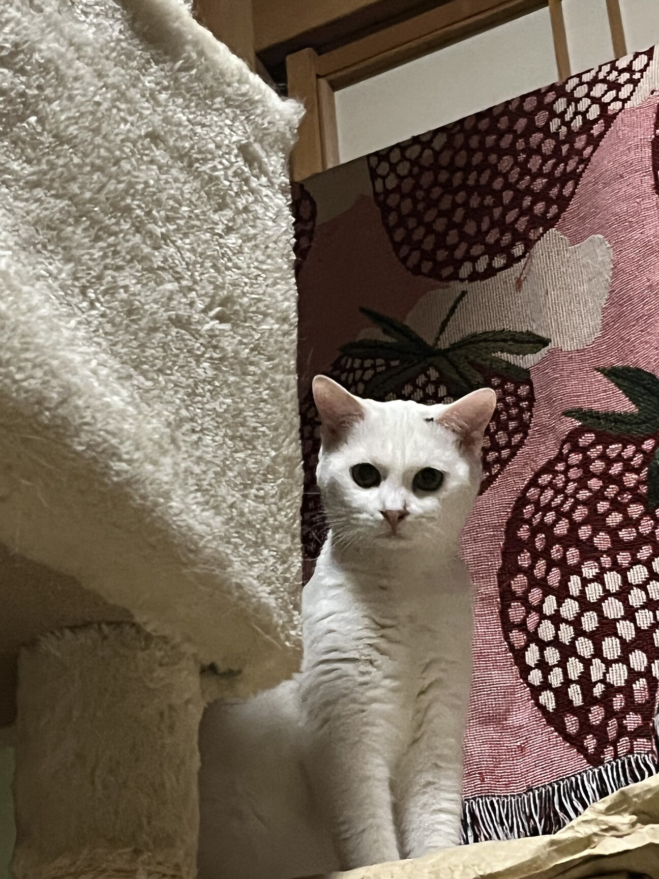 丸顔子猫ちゃん姉妹 サムネイル1